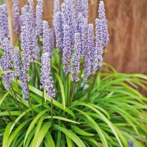 Liriope Muscari Ingwersen, Ingwersen Lily Turf, Lily Turf 'Ingwersen', Blue Lily Turf 'Ingwersen', Monkey Grass 'Ingwersen', Purple flowers, Evergreen perennial,