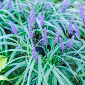 Liriope Muscari Royal Purple, Royal Purple Lily Turf, Lily Turf 'Royal Purple', Blue Lily Turf 'Royal Purple', Monkey Grass 'Royal Purple', Purple flowers, Evergreen perennial,