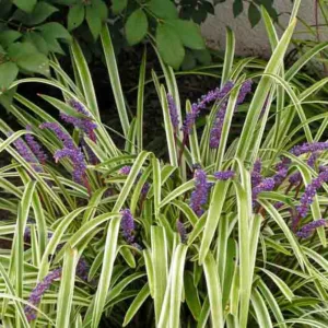 Liriope Muscari Variegata, Lily Turf Variegata, Blue Lily Turf Variegata, Monkey Grass Variegata, Big blue Lilyturf, Purple flowers, Evergreen perennial, Variegated Foliage