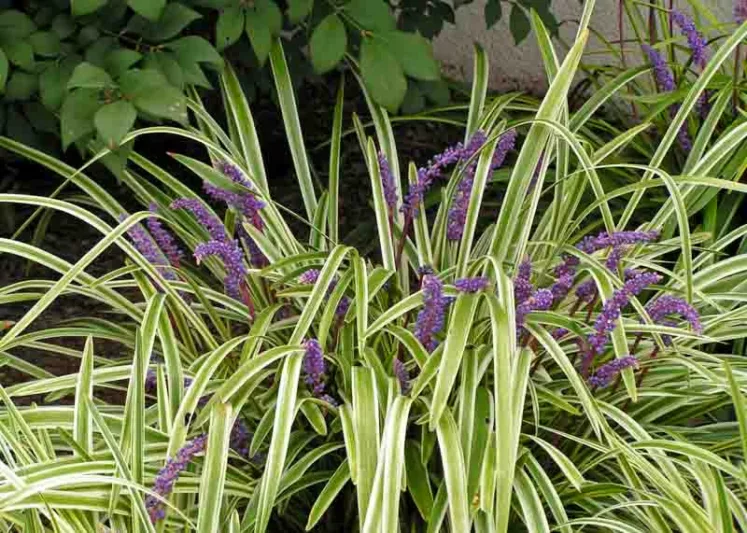 Liriope Muscari Variegata, Lily Turf Variegata, Blue Lily Turf Variegata, Monkey Grass Variegata, Big blue Lilyturf, Purple flowers, Evergreen perennial, Variegated Foliage