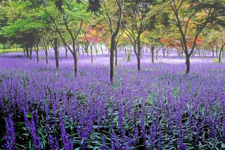 Liriope Muscari, Lily Turf, Blue Lily Turf, Monkey Grass, Big blue Lilyturf, Liriope platyphylla, Ophiopogon graminifolius, AGM Perennial, Purple flowers, Evergreen perennial