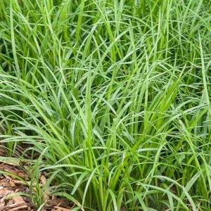 Liriope spicata, Lily Turf, Creeping Liriope, Liriope koreana, Purple flowers, Evergreen perennial