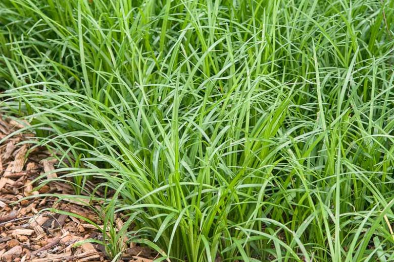 Liriope spicata, Lily Turf, Creeping Liriope, Liriope koreana, Purple flowers, Evergreen perennial