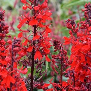 Lobelia Cardinalis 'Queen Victoria', Cardinal Flower 'Queen Victoria', Water Gladiole 'Queen Victoria', Red Bay 'Queen Victoria', Scarlet Lobelia 'Queen Victoria', Lobelia fulgens, Lobelia splendens, Red flowers