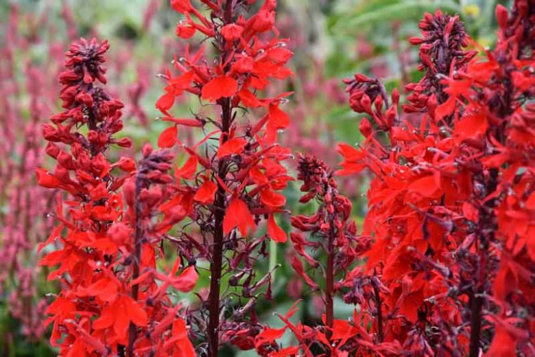 Lobelia Cardinalis 'Queen Victoria', Cardinal Flower 'Queen Victoria', Water Gladiole 'Queen Victoria', Red Bay 'Queen Victoria', Scarlet Lobelia 'Queen Victoria', Lobelia fulgens, Lobelia splendens, Red flowers