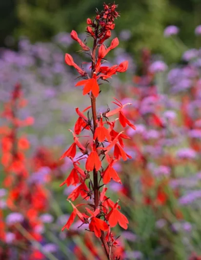 Lobelia Cardinalis, Cardinal Flower, Water Gladiole, Red Bay, Scarlet Lobelia, Slinkweed, Bog Sage, Hog's Physic, Indian Pink, Lobelia fulgens, Lobelia splendens, Red flowers