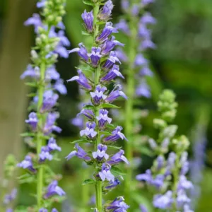 Lobelia Siphilitica, Great Blue Lobelia, Big Blue Lobelia, Blue Cardinal Flower, Blue cardinal flower, Great Lobelia , Tall Blue Lobelia, Virginia Bellflower, Vomit Root, Blue flowers