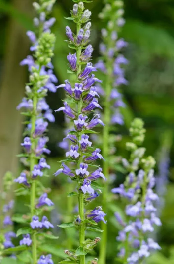 Lobelia Siphilitica, Great Blue Lobelia, Big Blue Lobelia, Blue Cardinal Flower, Blue cardinal flower, Great Lobelia , Tall Blue Lobelia, Virginia Bellflower, Vomit Root, Blue flowers