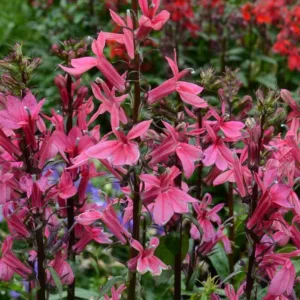 Lobelia x speciosa 'Starship Deep Rose', Lobelia speciosa 'Starship Deep Rose', Cardinal Flower, Rose flowers, Pink flowers
