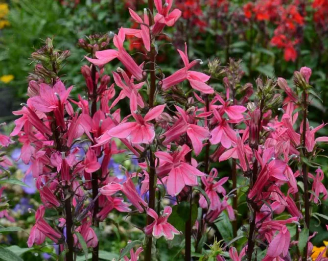 Lobelia x speciosa 'Starship Deep Rose', Lobelia speciosa 'Starship Deep Rose', Cardinal Flower, Rose flowers, Pink flowers