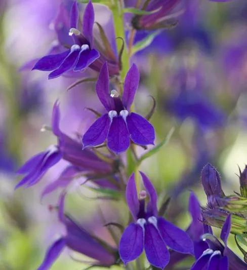 Lobelia 'Vedrariensis', Lobelia speciosa 'Vedrariensis' , Lobelia x gerardii 'Vedrariensis', Hybrid Purple Lobelia, Purple Lobelia, Cardinal Flower, Purple flowers, Pink flowers