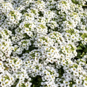 Lobularia 'Snow Crystals', Sweet Alyssum, Heat tolerant plants, Fragrant plants,Sweet Alyssum 'Snow Crystals', Alyssum maritimum  'Snow Crystals'