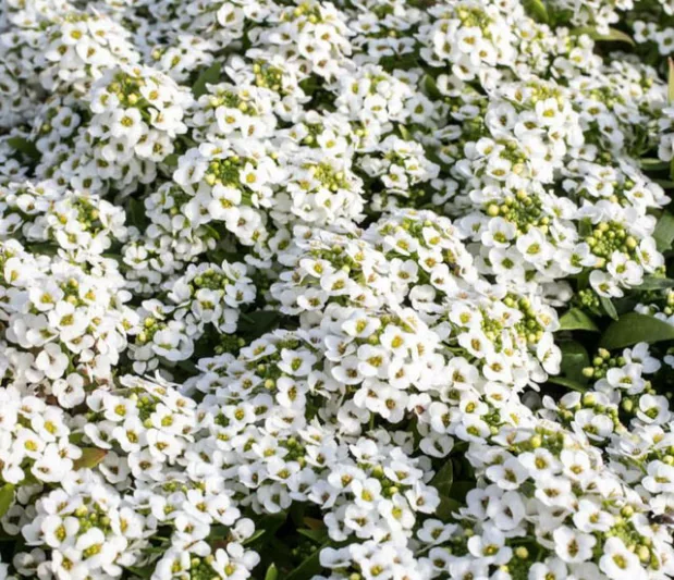 Lobularia 'Snow Crystals', Sweet Alyssum, Heat tolerant plants, Fragrant plants,Sweet Alyssum 'Snow Crystals', Alyssum maritimum  'Snow Crystals'