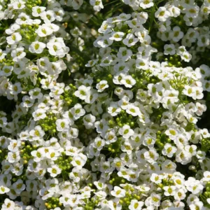 Lobularia 'Snow Princess', Sweet Alyssum, Heat tolerant plants, Fragrant plants,Sweet Alyssum 'Snow Princess', Alyssum maritimum  'Snow Princess'