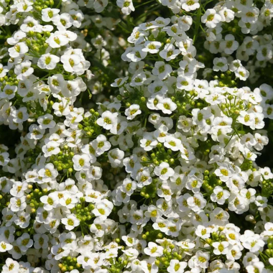 Lobularia 'Snow Princess', Sweet Alyssum, Heat tolerant plants, Fragrant plants,Sweet Alyssum 'Snow Princess', Alyssum maritimum  'Snow Princess'