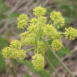 Lomatium dissectum, Fernleaf Biscuitroot, Fernleaf Desert-Parsley,Carrotleaf, Biscuitroot, Chocolate Tips, Fernleaf Desert-Parsley, Giant Lomatium, Lace-Leaved Leptotaenia, Wild Carrot, Yellow Flowers