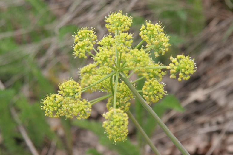 Lomatium dissectum, Fernleaf Biscuitroot, Fernleaf Desert-Parsley,Carrotleaf, Biscuitroot, Chocolate Tips, Fernleaf Desert-Parsley, Giant Lomatium, Lace-Leaved Leptotaenia, Wild Carrot, Yellow Flowers