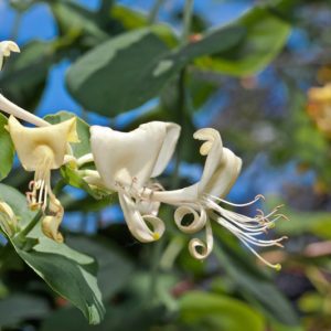 Lonicera albiflora, Western White Honeysuckle, White Shrub Honeysuckle, White Bush Honeysuckle, White Limestone Honeysuckle, Texas Honeysuckle, White Honeysuckle, White flowers