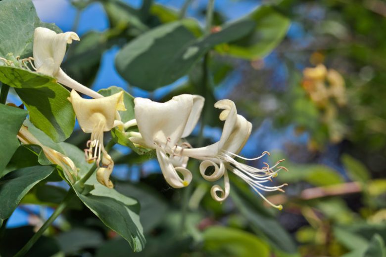 Lonicera albiflora, Western White Honeysuckle, White Shrub Honeysuckle, White Bush Honeysuckle, White Limestone Honeysuckle, Texas Honeysuckle, White Honeysuckle, White flowers