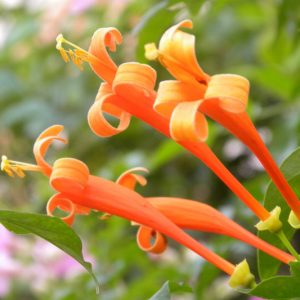 Lonicera ciliosa, Orange Honeysuckle, Western Trumpet Honeysuckle, Orange flowers