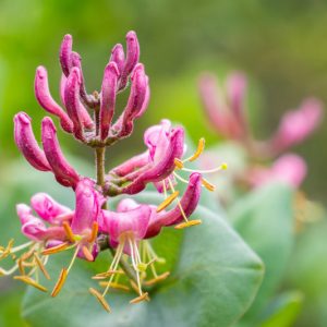 Lonicera hispidula, Pink Honeysuckle, Hairy Honeysuckle, California Honeysuckle, Western Honeysuckle, Pink Chaparral Honeysuckle, Pink flowers