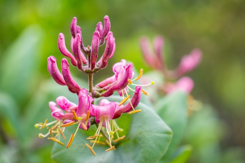 Lonicera hispidula, Pink Honeysuckle, Hairy Honeysuckle, California Honeysuckle, Western Honeysuckle, Pink Chaparral Honeysuckle, Pink flowers