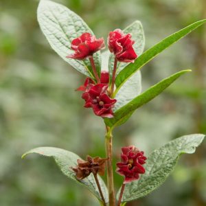 Lonicera involucrata, Twinberry Honeysuckle, Black Twinberry Honeysuckle, Black Twinberry, Bearberry Honeysuckle, Four-line Honeysuckle, Californian Honeysuckle