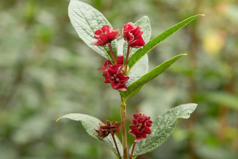 Lonicera involucrata, Twinberry Honeysuckle, Black Twinberry Honeysuckle, Black Twinberry, Bearberry Honeysuckle, Four-line Honeysuckle, Californian Honeysuckle