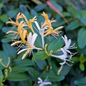 Lonicera japonica, Japanese Honeysuckle, Yellow Lonicera, Yellow Honeysuckle, White Lonicera, White Honeysuckle