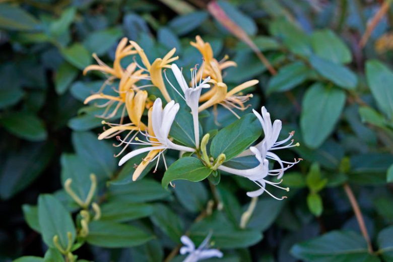 Lonicera japonica, Japanese Honeysuckle, Yellow Lonicera, Yellow Honeysuckle, White Lonicera, White Honeysuckle