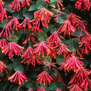 Lonicera sempervirens, Coral Honeysuckle, Trumpet Honeysuckle, Woodbine, Red flowers, Orange flowers