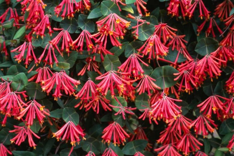 Lonicera sempervirens, Coral Honeysuckle, Trumpet Honeysuckle, Woodbine, Red flowers, Orange flowers