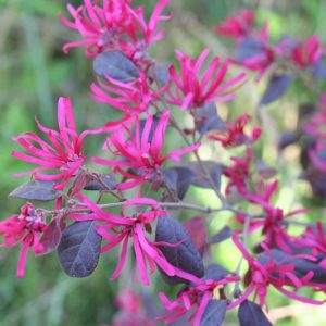 Loropetalum chinense var. rubrum Sizzling Pink,Chinese Fringe Flower 'Sizzling Pink', Loropetalum chinense 'Sizzling Pink', Chinese Witch Hazel  'Sizzling Pink' evergreen shrubs, Pink flowers, dark foliage