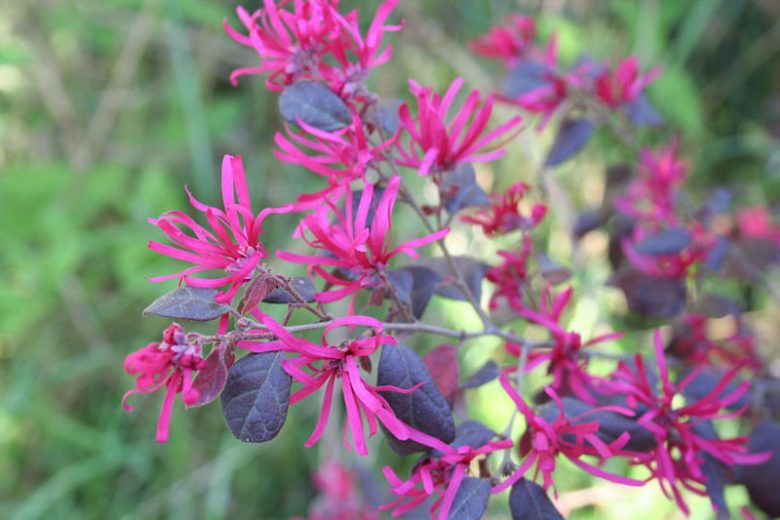 Loropetalum chinense var. rubrum Sizzling Pink,Chinese Fringe Flower 'Sizzling Pink', Loropetalum chinense 'Sizzling Pink', Chinese Witch Hazel  'Sizzling Pink' evergreen shrubs, Pink flowers, dark foliage