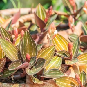 Ludisia discolor, Jewel Orchid, Variegated Ludisia, Twisted Flower Orchid, Rock Silk Worn, Rock Lotus Root, White Orchids, Fragrant Orchids, Easy Orchids, Easy to Grow Orchids