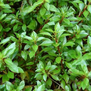 Ludwigia palustris, Marsh Seedbox, Hampshire Purslane, Marsh Purslane, Water Purslane, Isnardia palustris, Ludwigia palustris var. americana, Ludwigia palustris var. nana, Ludwigia palustris var. pacifica