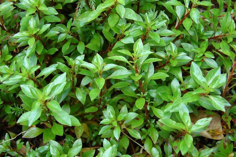 Ludwigia palustris, Marsh Seedbox, Hampshire Purslane, Marsh Purslane, Water Purslane, Isnardia palustris, Ludwigia palustris var. americana, Ludwigia palustris var. nana, Ludwigia palustris var. pacifica