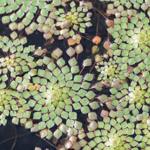 Ludwigia sedioides, Mosaic Flower, False Loosestrife, Ludwigia sedioides, Pond Plants, Water Plants, Aquatic Plants, Yellow Flowers