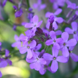 Lunaria Annua, Honesty, Silver Dollar, Dollar Plant, Money Plant, Moonwort, Lunaria, Lunaria Biennis, Dried Flowers, Biennial plant, Purple Flower, Seed Pod