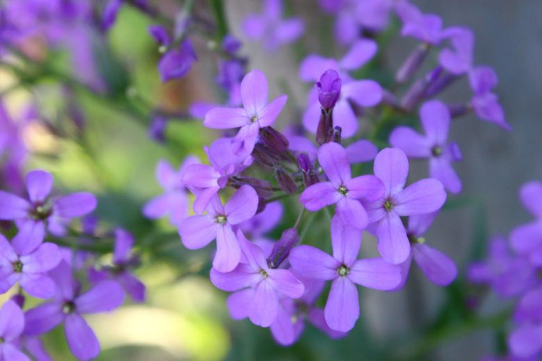 Lunaria Annua, Honesty, Silver Dollar, Dollar Plant, Money Plant, Moonwort, Lunaria, Lunaria Biennis, Dried Flowers, Biennial plant, Purple Flower, Seed Pod