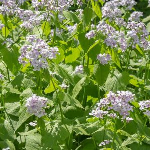 Lunaria rediviva, Perennial Honesty, Honesty, Silver Dollar, Dollar Plant, Money Plant, Moonwort, Lunaria, Lunaria Biennis, Dried Flowers, Biennial plant, Seed Pod