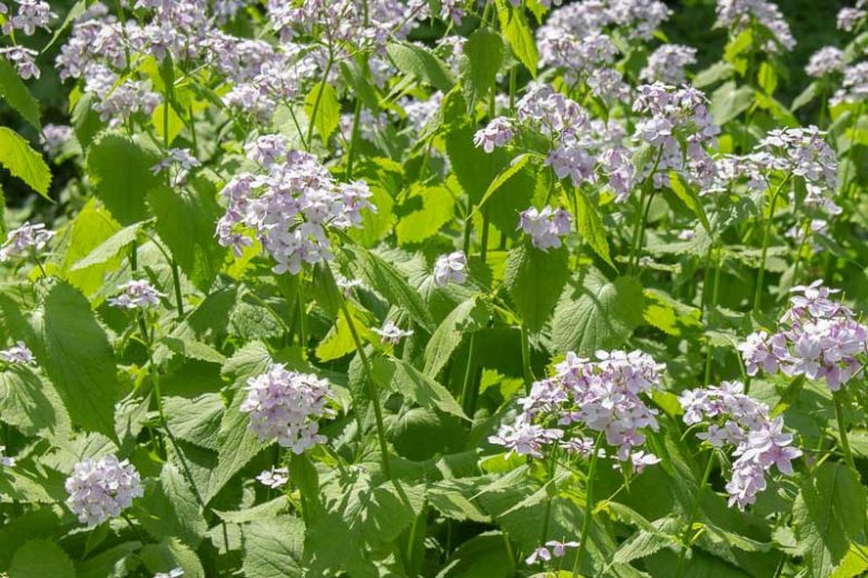 Lunaria rediviva, Perennial Honesty, Honesty, Silver Dollar, Dollar Plant, Money Plant, Moonwort, Lunaria, Lunaria Biennis, Dried Flowers, Biennial plant, Seed Pod