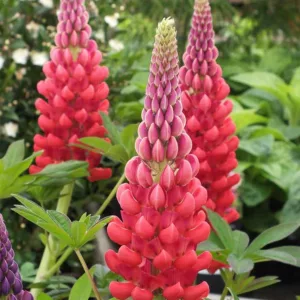 Lupinus 'Beefeater', Lupine 'Beefeater', Lupin 'Beefeater', Band of Noble Series, Russel Hybrids, Bicolor flowers, Red flowers, Orange flowers, Orange lupins, Red Lupins