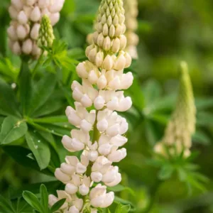 Lupinus 'Gallery White',Lupine 'Gallery White', Lupin 'Gallery White', Gallery Series, Russel Hybrids, White flowers, Cream flowers