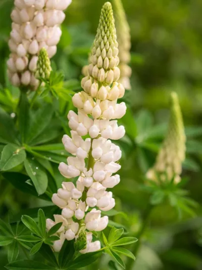 Lupinus 'Gallery White',Lupine 'Gallery White', Lupin 'Gallery White', Gallery Series, Russel Hybrids, White flowers, Cream flowers