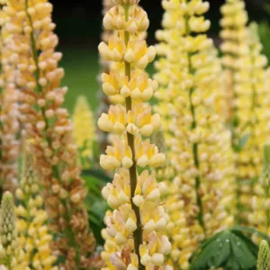 Lupinus 'Gallery Yellow',Lupine 'Gallery Yellow', Lupin 'Gallery Yellow', Gallery Series, Russel Hybrids, Yellow flowers, Cream flowers
