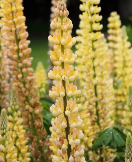 Lupinus 'Gallery Yellow',Lupine 'Gallery Yellow', Lupin 'Gallery Yellow', Gallery Series, Russel Hybrids, Yellow flowers, Cream flowers