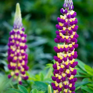 Lupinus 'Manhattan Lights', Lupine 'Manhattan Lights', Lupin 'Manhattan Lights', Band of Noble Series, Russel Hybrids, Bicolor flowers, Purple Flowers, Mauve Flowers, Yellow Flowers