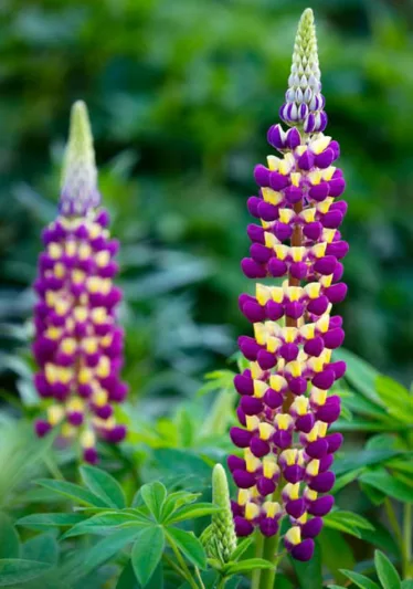 Lupinus 'Manhattan Lights', Lupine 'Manhattan Lights', Lupin 'Manhattan Lights', Band of Noble Series, Russel Hybrids, Bicolor flowers, Purple Flowers, Mauve Flowers, Yellow Flowers