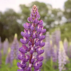 Lupinus 'Purple Swirl', Lupine 'Purple Swirl', Lupin 'Purple Swirl', Band of Noble Series, Russel Hybrids, Bicolor flowers, Purple Flowers, Mauve Flowers, Violet Flowers